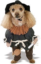 Scarecrow Pet Costume-0